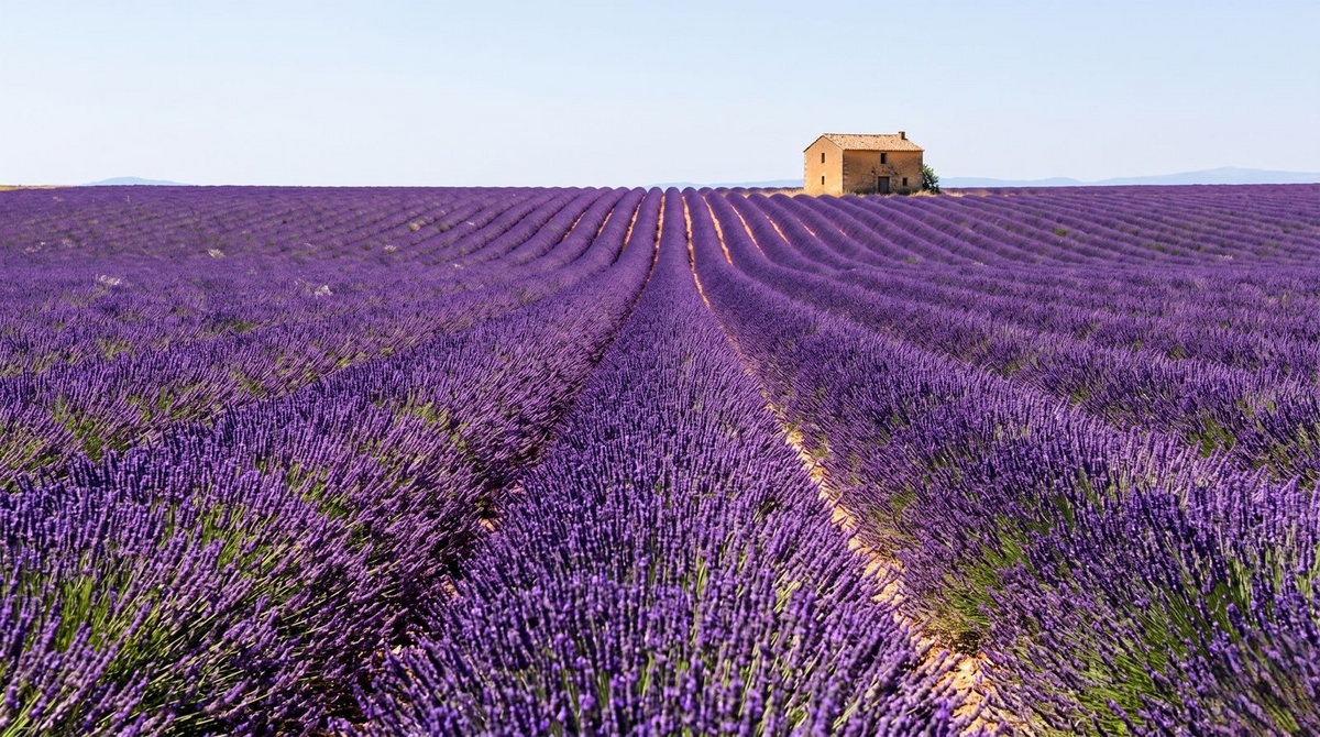 Plateau de Valensole Provenza Francia — fragancia Serene Lavender Lycos Vounó Chile