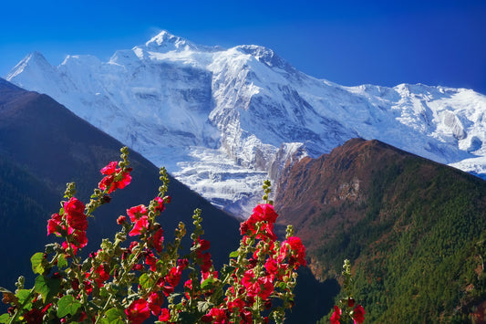 Fragancia Fleur de l'Himalaya