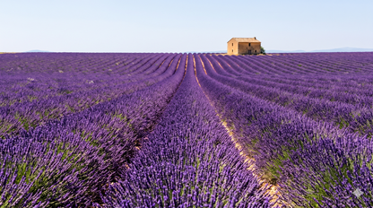 Serene Lavender - Vela Aromática