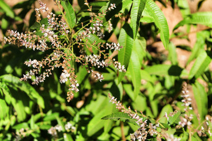 Fragancia Bouquet Verveine